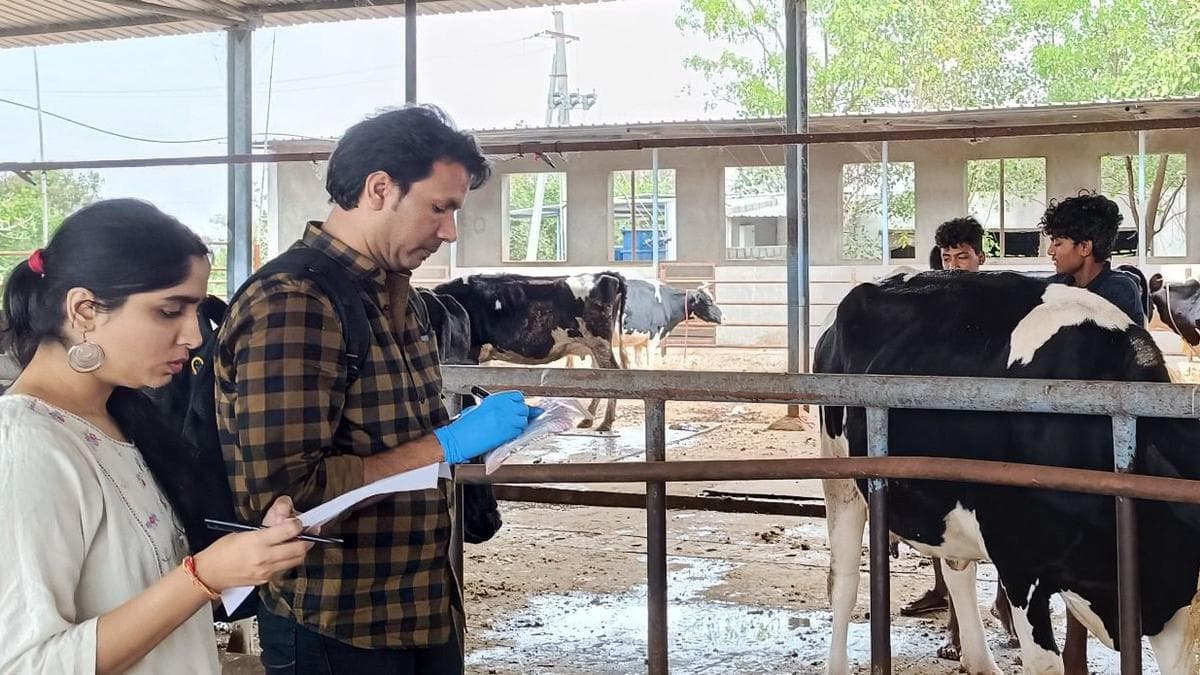 Dung test to detect early pregnancy in tigresses expanded to cattle